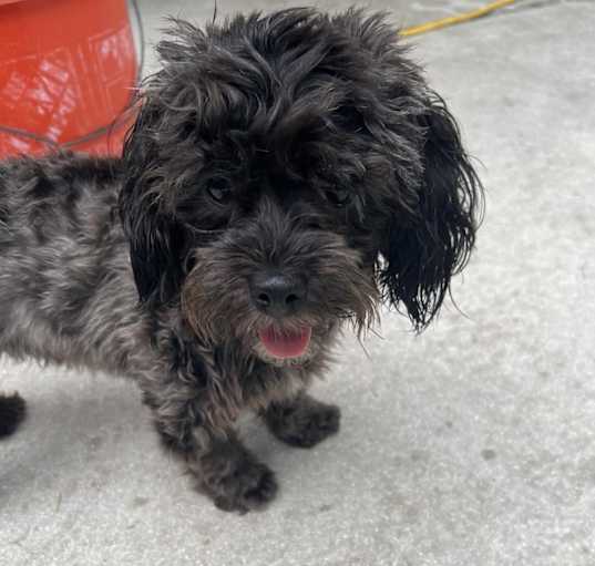 Photo of Dolly
