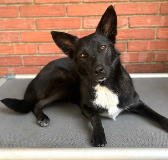 Photo of Raven