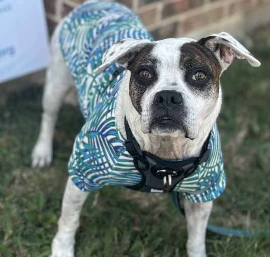 Photo of Roxy