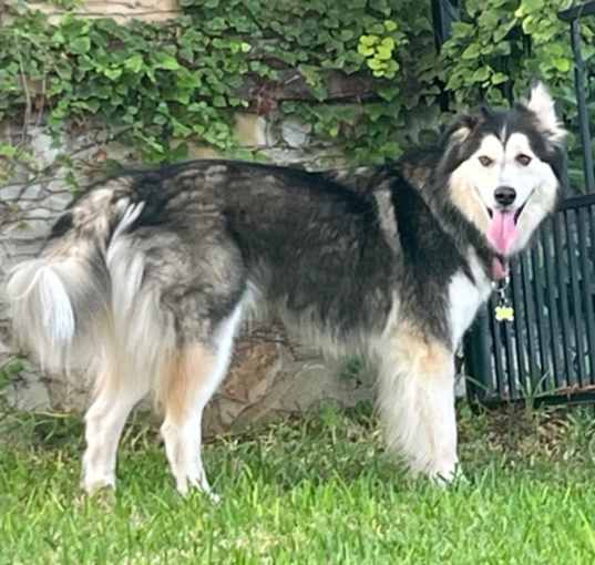 Photo of Nala