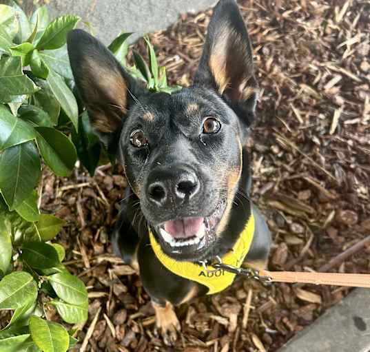 Photo of Louie