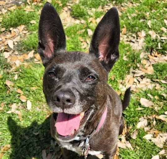 Photo of Lola