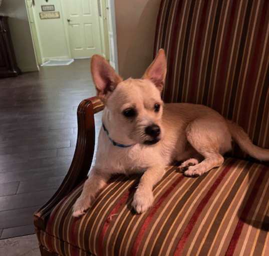 Photo of Otis