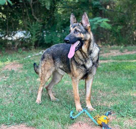 Photo of Buck