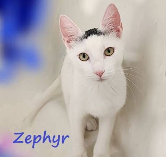Photo of Zephyr #graffiti-boy
