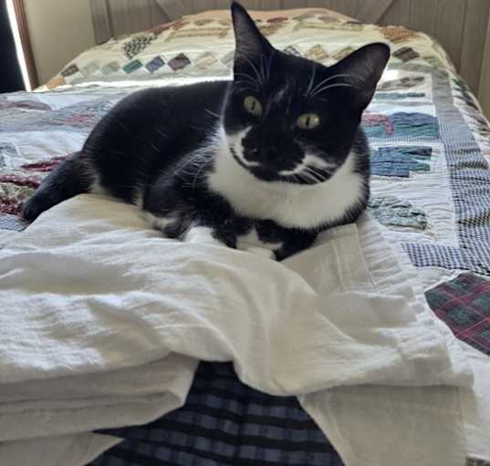 Photo of Nova