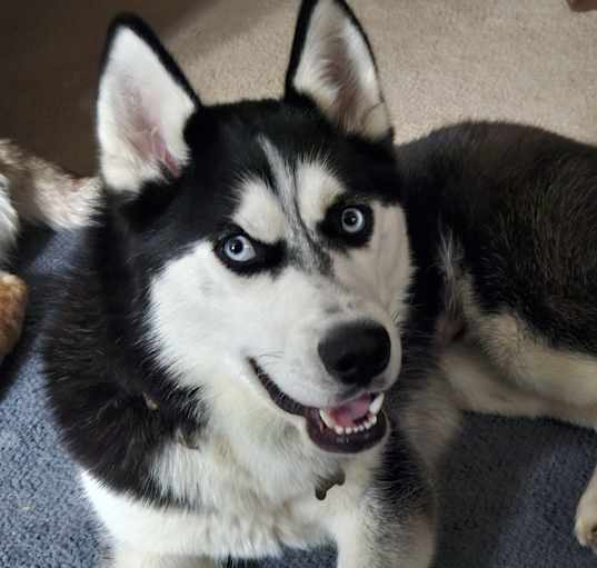 Photo of Frankie