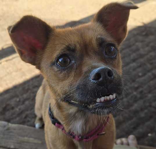 Photo of Willow