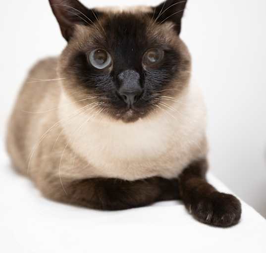 Photo of Ash