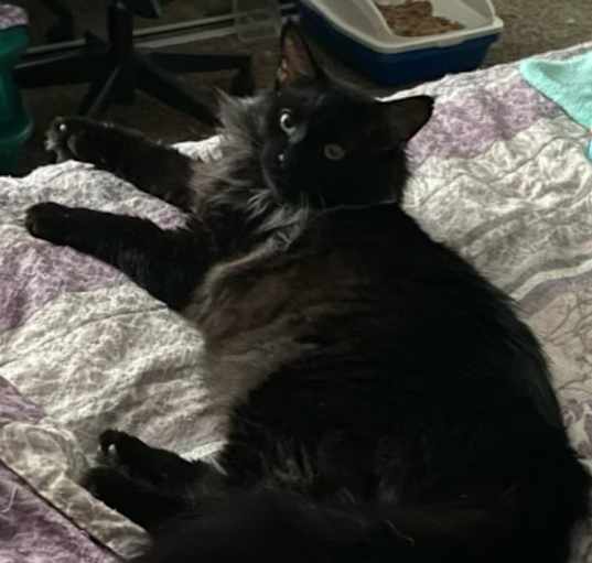 Photo of Simba