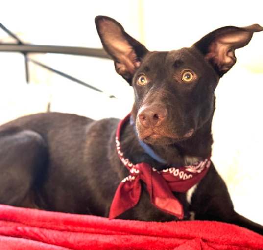 Photo of Astro
