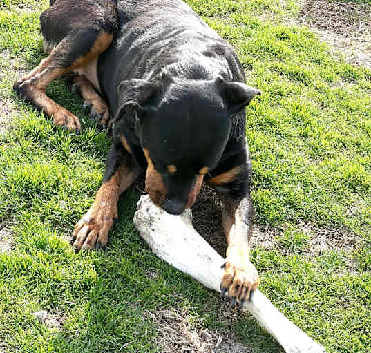 Photo of Tillie