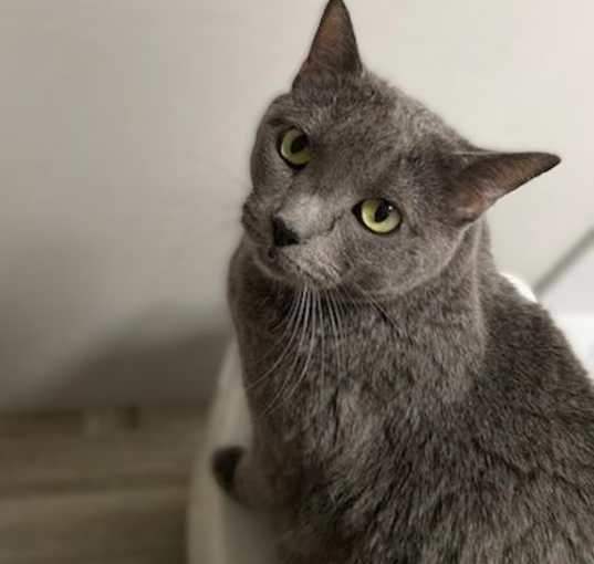 Photo of Abby (Russian Blue)