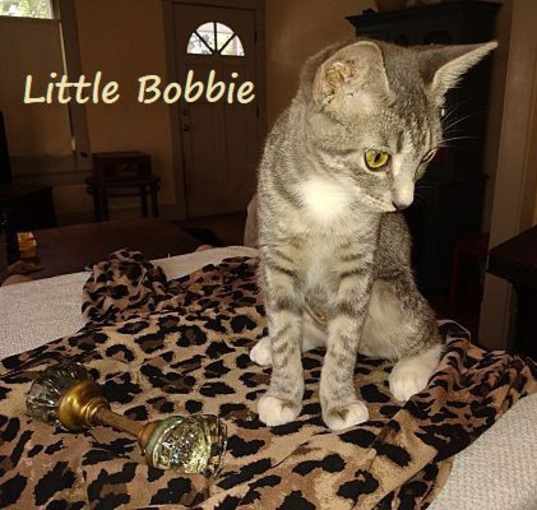 Photo of Little Bobbie #bestie-of-Tango