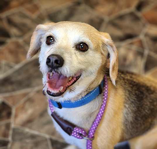 Photo of Bo