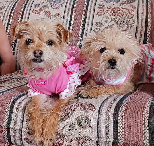 Photo of Rosie