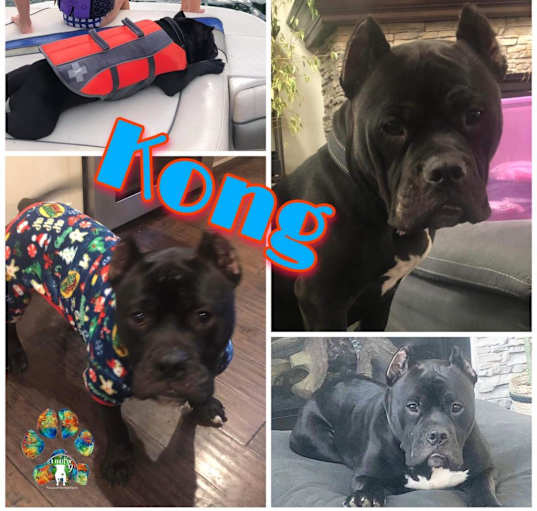 Photo of Kong AKA Shorty
