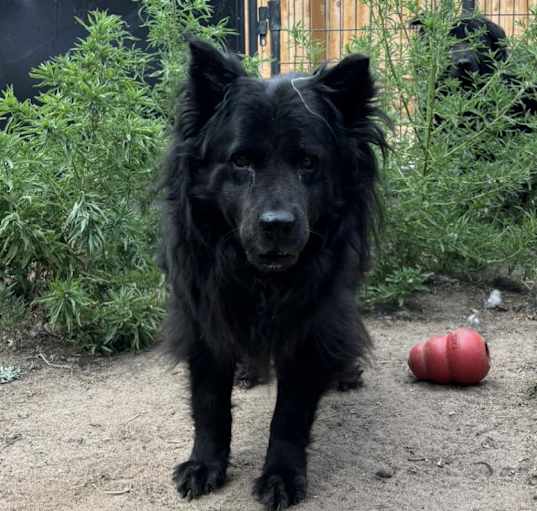 Photo of Rosie