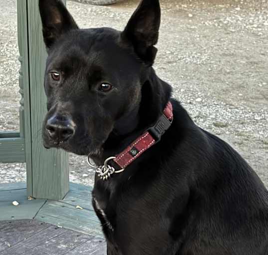 Photo of Ivy