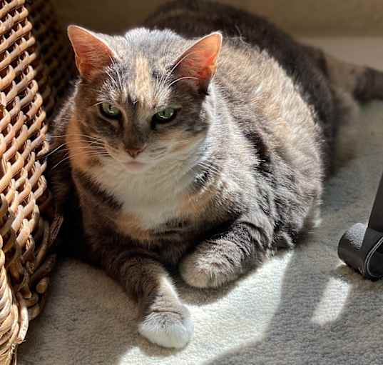 Photo of Katie (bonded with Max)