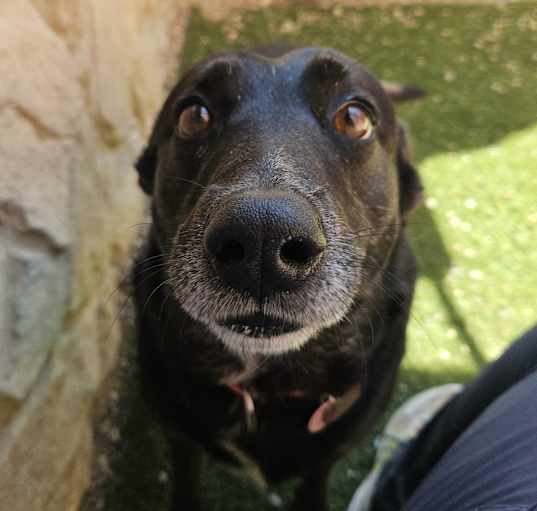 Photo of Daisy