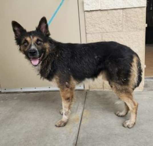 Photo of Banjo