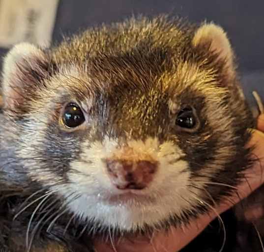 Photo of Ratty