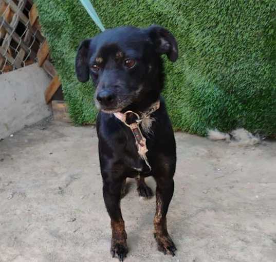 Photo of Scrappy