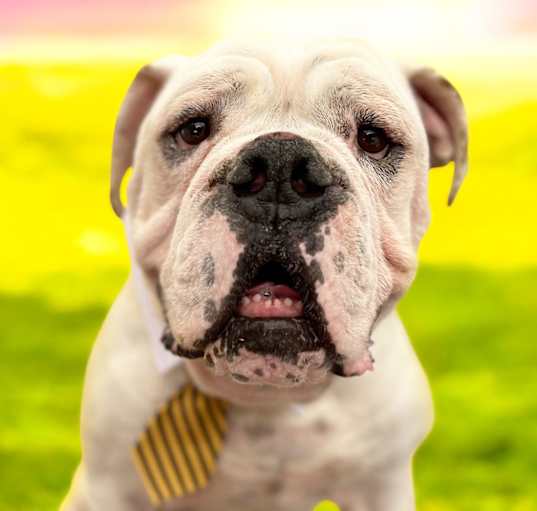 Photo of Georgie-ADOPT Me!