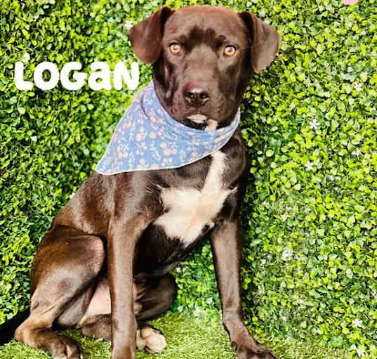 Photo of Logan