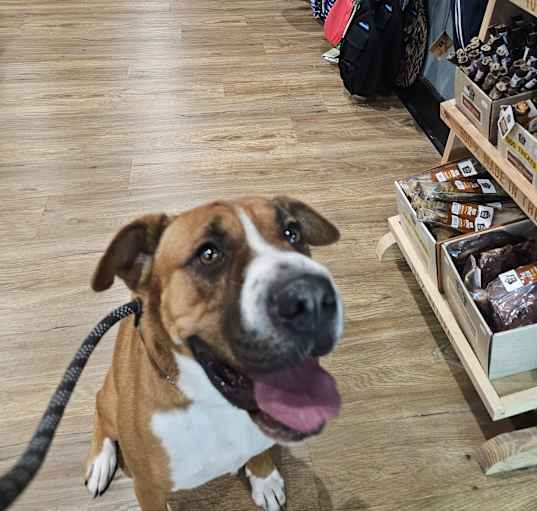 Photo of Piper