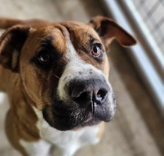 Photo of Piper