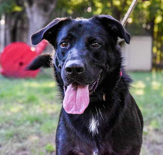 Photo of Duke