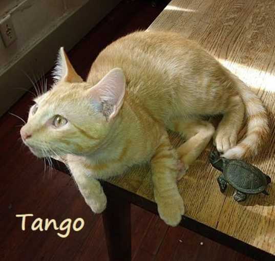 Photo of Tango #bestie-of-Little-Bobbie