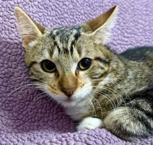 Photo of Maple