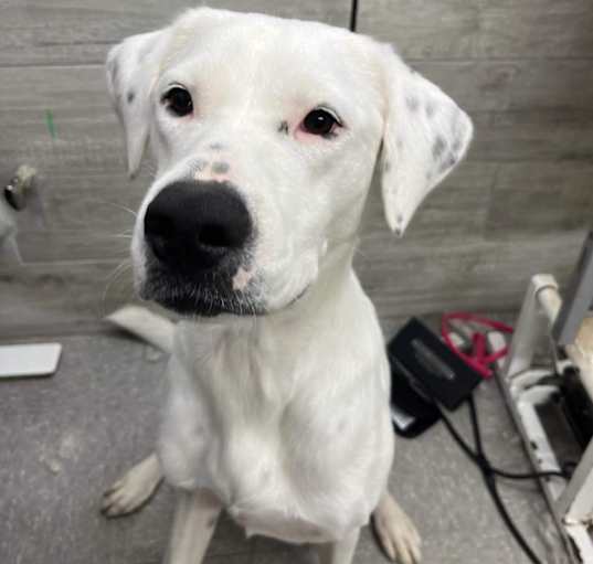 Photo of DUTCHESS