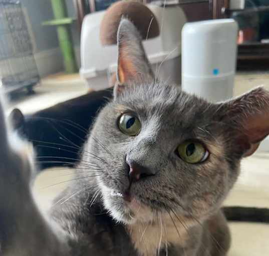 Photo of Pearl Gem