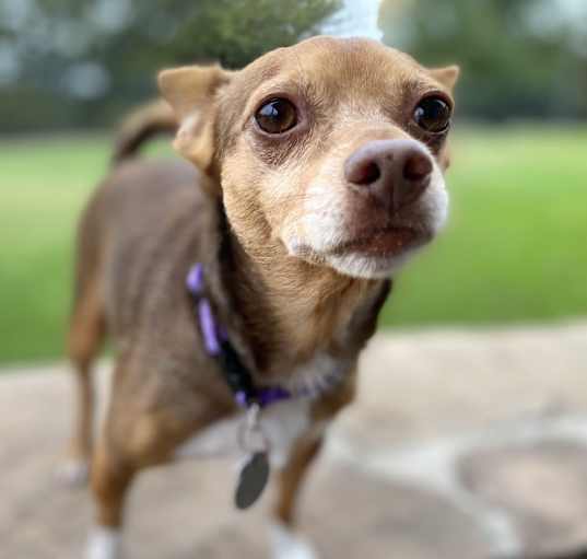 Photo of Stitch