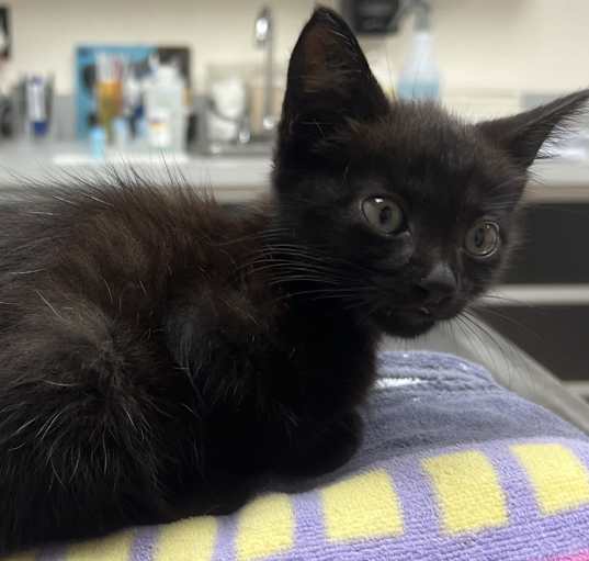 Photo of Loki