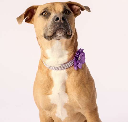Photo of Nixi