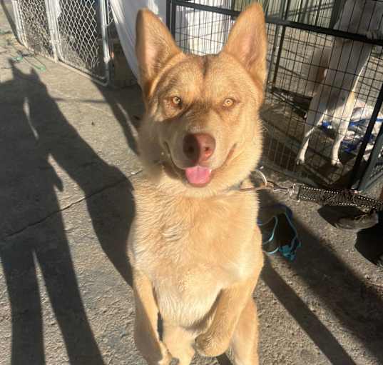 Photo of Simba