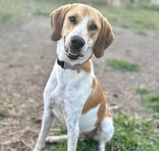 Photo of Super Duper Cooper