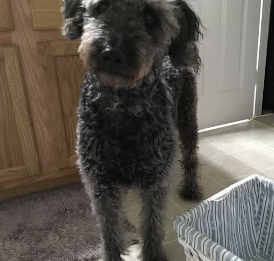 Photo of Finn