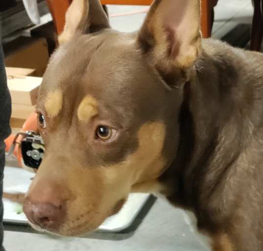 Photo of Abby