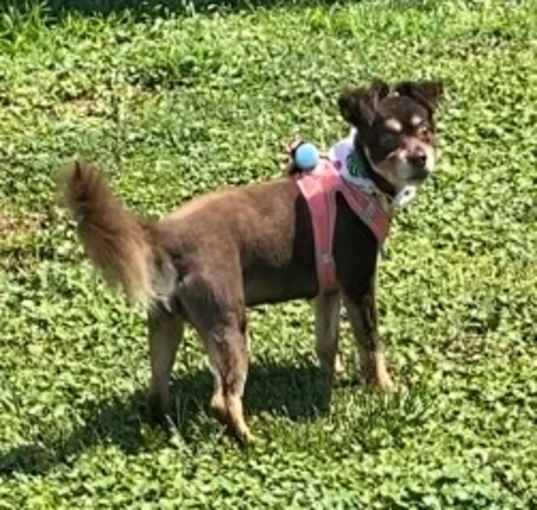 Photo of Bree (NJ)-PLAYFUL