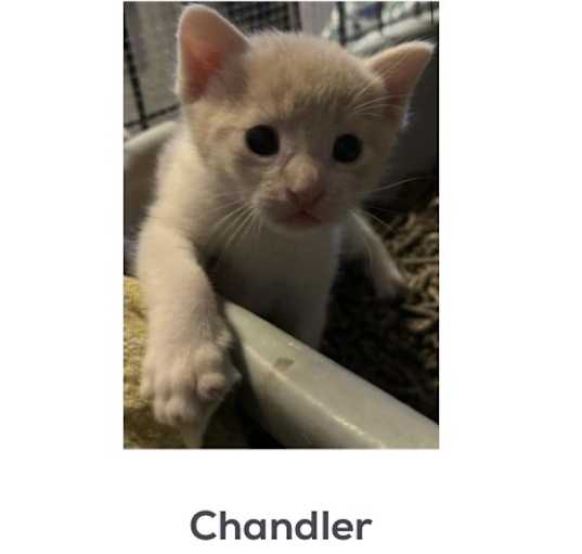 Photo of Chandler