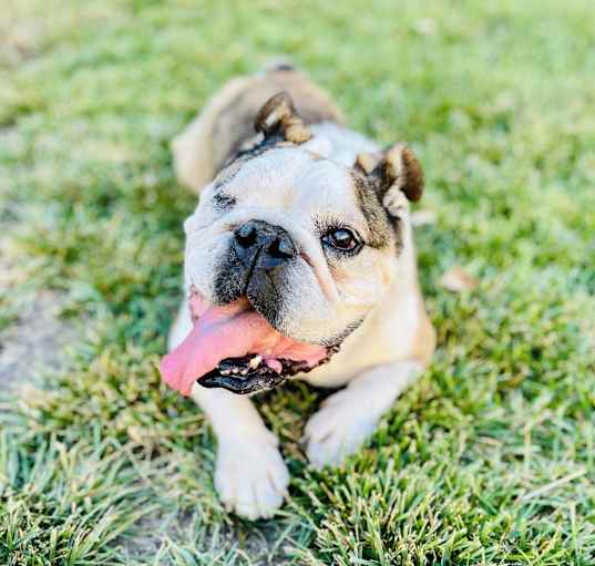 Photo of Lola