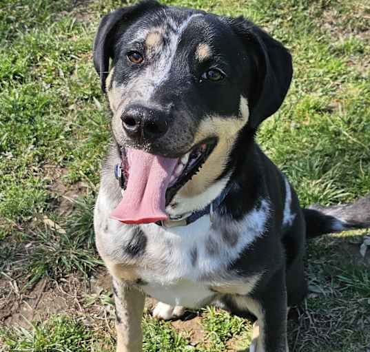 Photo of Sarge