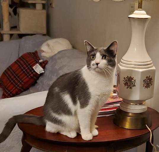 Photo of Diamond