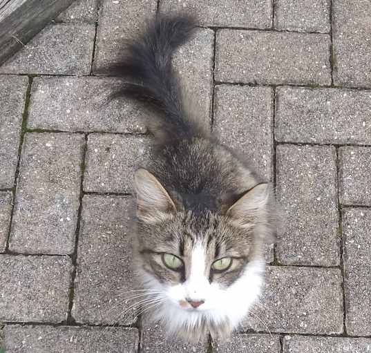 Photo of Meow